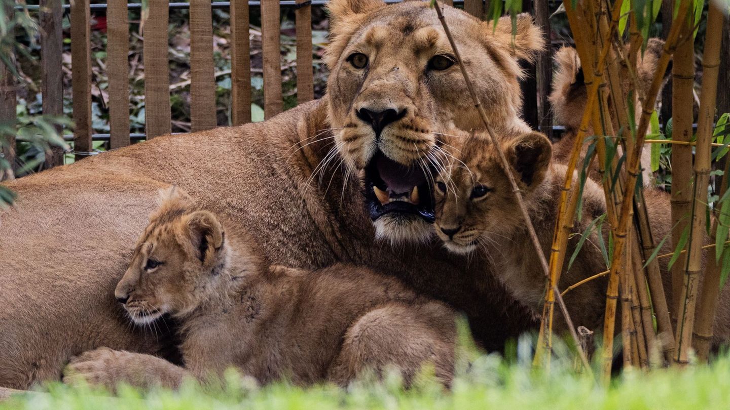 „Nach sorgfältigen Abwägungen“: Kölner Zoo schläfert Löwenbabys ein – kurz nach der Geburt
