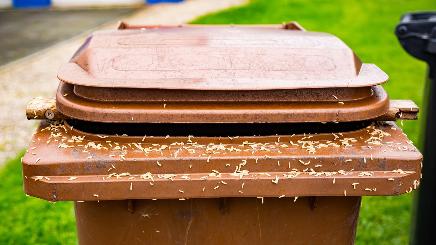 Sommer-Phänomen: Ekliger Anblick im Sommer? So vermeiden Sie Maden in der (Bio-)Mülltonne