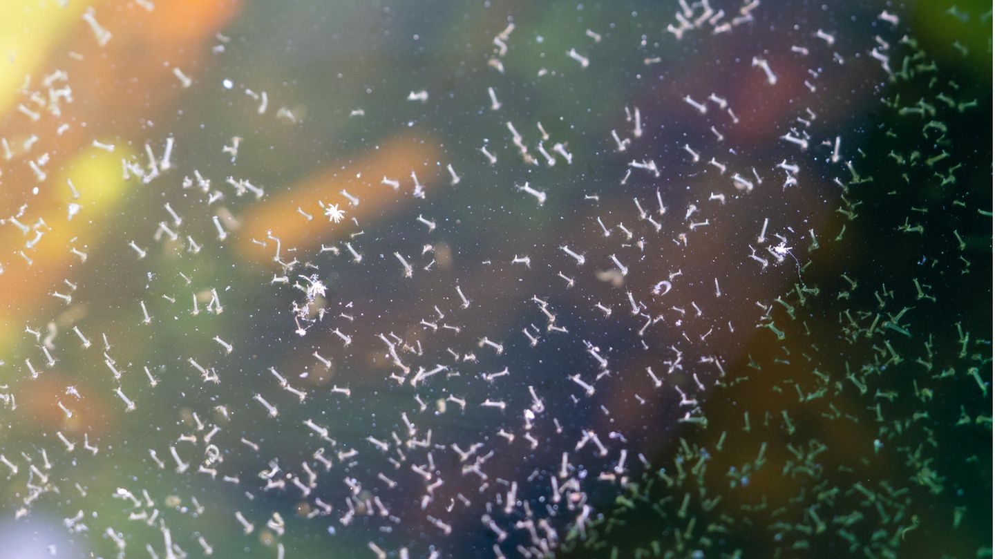 Regentonne und Gartenteich: In stehenden Gewässern: Was hilft gegen Mückenlarven im Wasser?