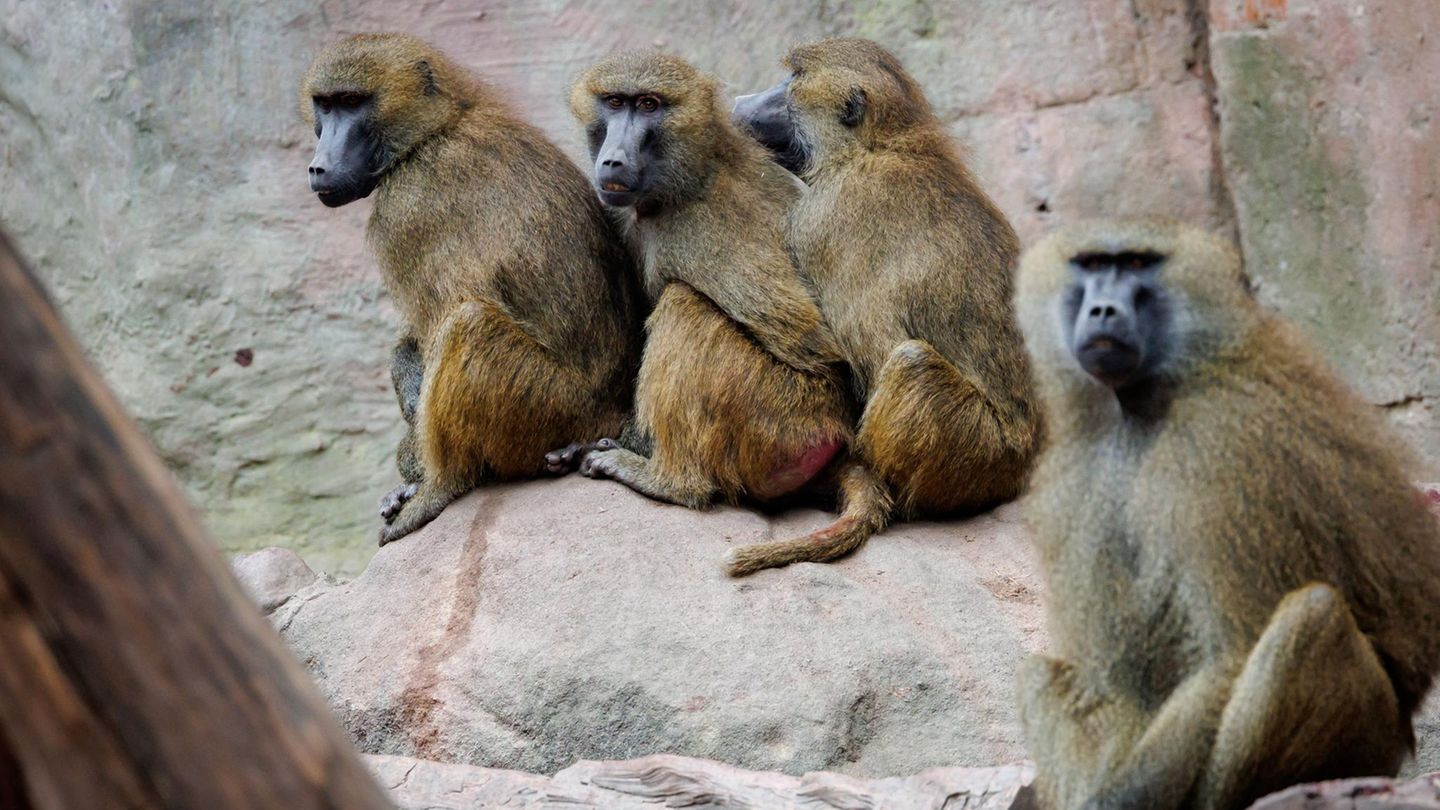 Nürnberg: Affen sollen getötet werden: Tierschützer ketten sich im Zoo an