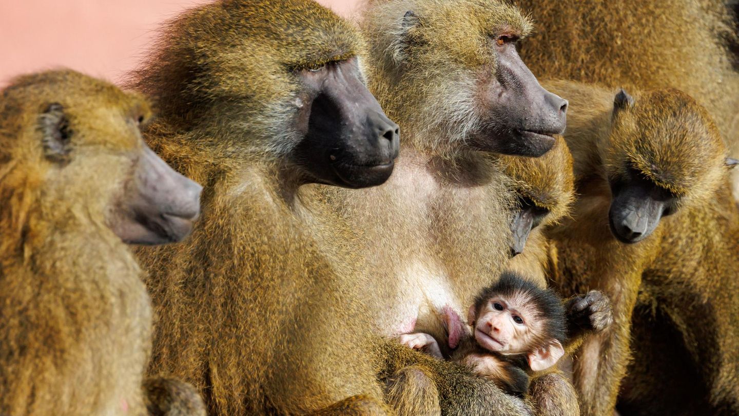 Platzmangel: Paviane im Tiergarten Nürnberg sollen wohl erschossen werden