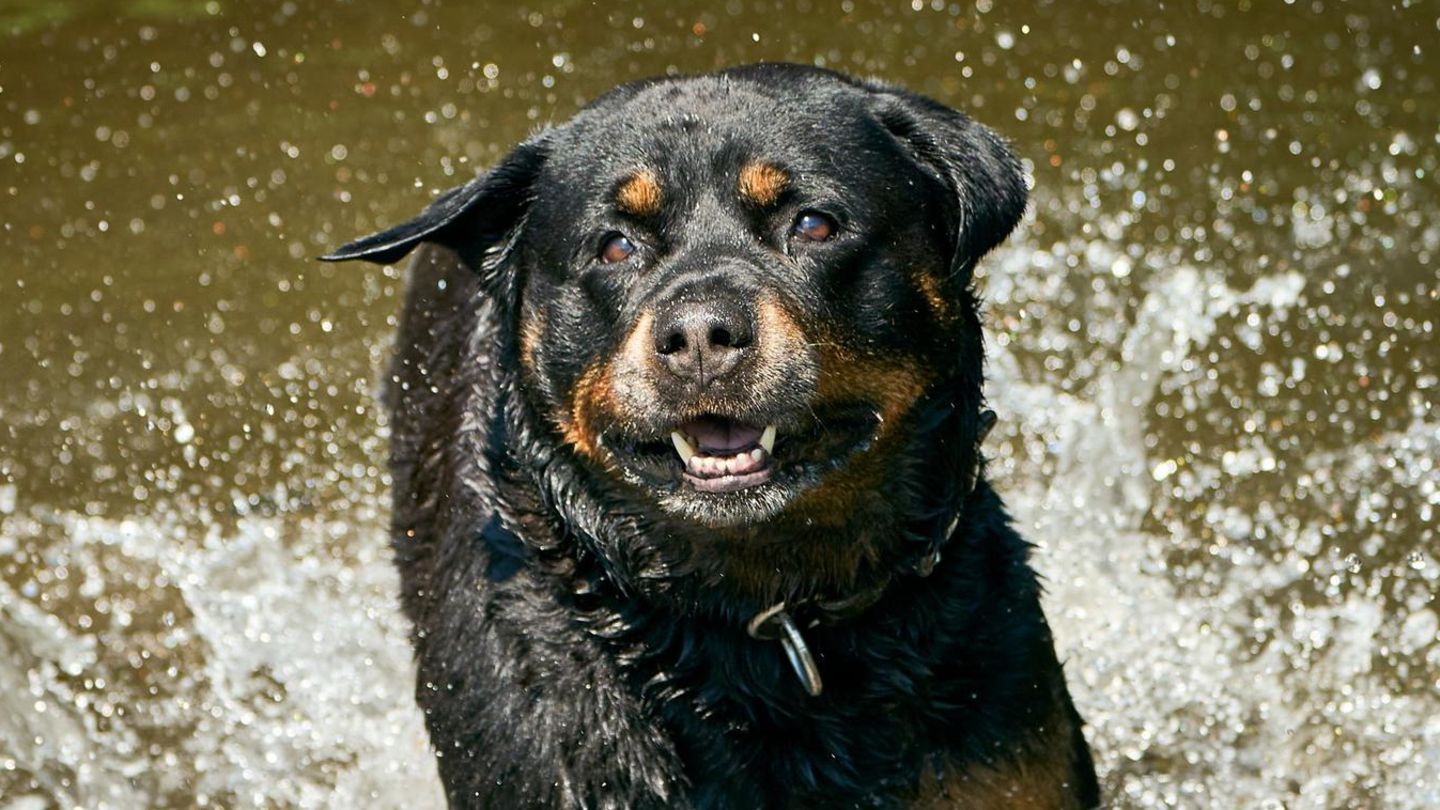 Ratzeburg: Polizei erschießt aggressiven Rottweiler bei Einsatz am Bahnhof