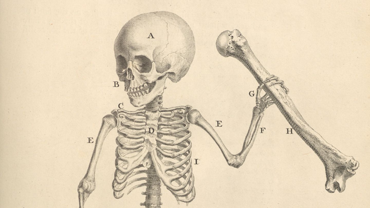 5000 Jahre Medizin: Anatomie-Geschichte: Wie wir gelernt haben, unseren Körper zu verstehen