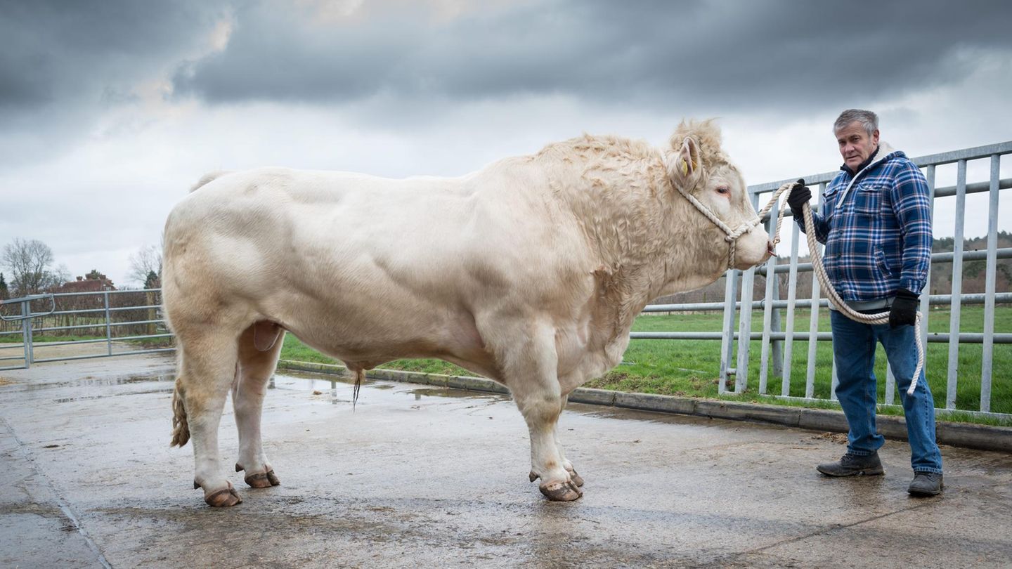 Kanton Neuenburg: Schweiz warnt Urlauber vor aggressivem Stier in Wandergebiet