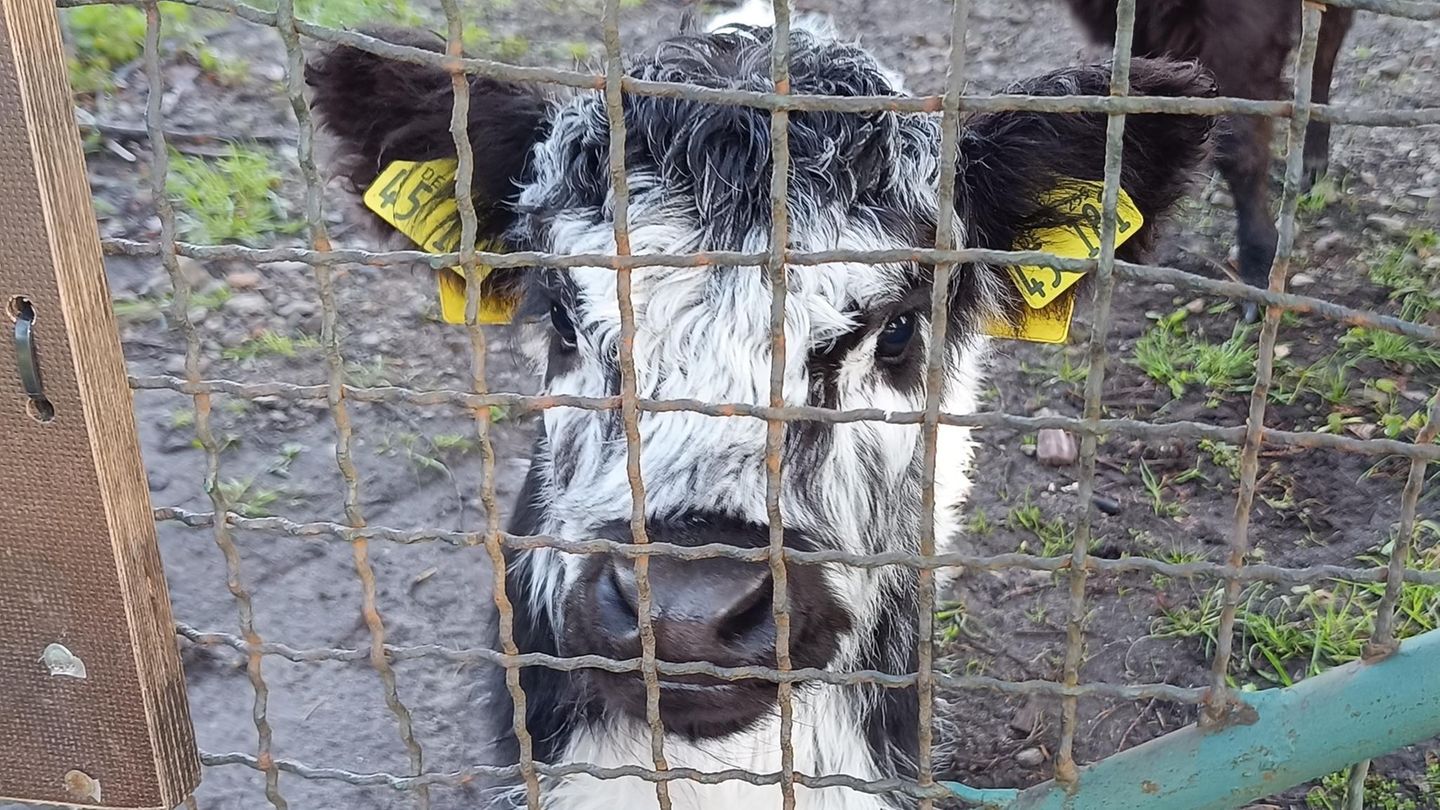 Adoptionen im Tierreich: Wie Kälbchen Fridolin sich selbst eine neue Mutter suchte