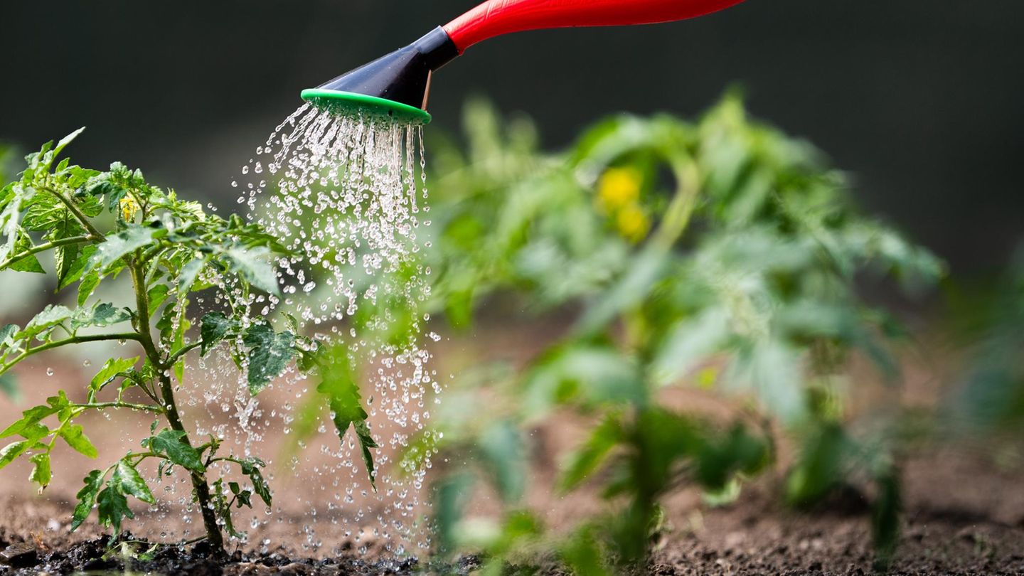 Gartentipps: Tomaten gießen, ist nicht schwer: Was beim Wässern im Juli wichtig ist
