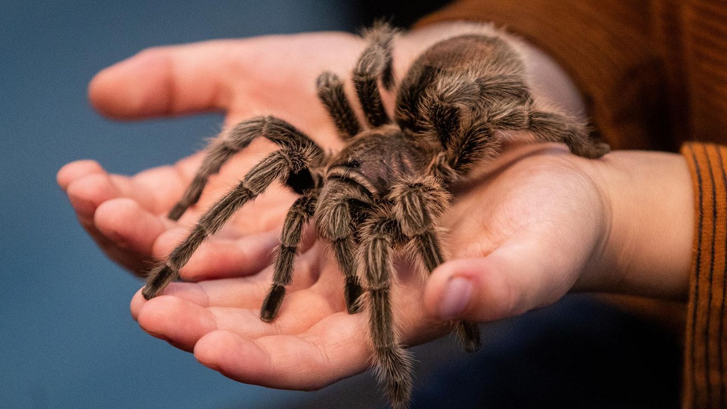 Tierquälerei: Zoll findet 1500 Vogelspinnen in angeblicher Keks-Lieferung