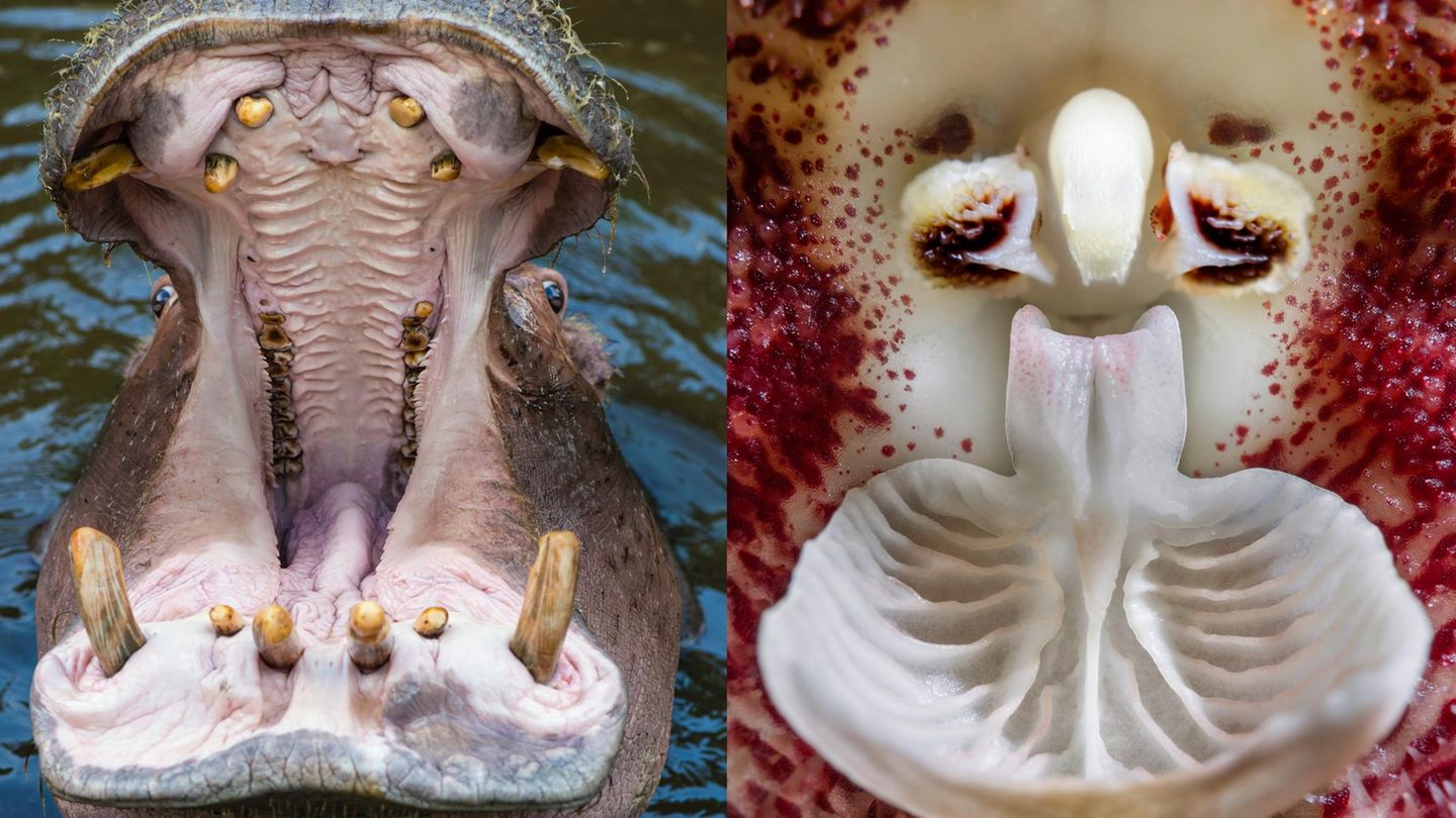 Fotografie: Verblüffende Ähnlichkeiten in der Natur