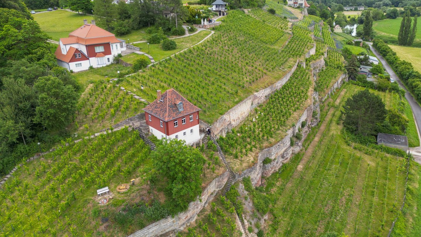 Weinbau: Weißwein-Anbau in Sachsen-Anhalt wächst um 15 Prozent