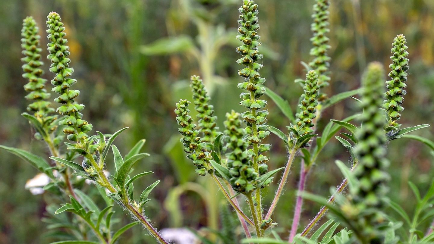 Wetter: Allergiker können durchschnaufen – Wenig Pollen in der Luft