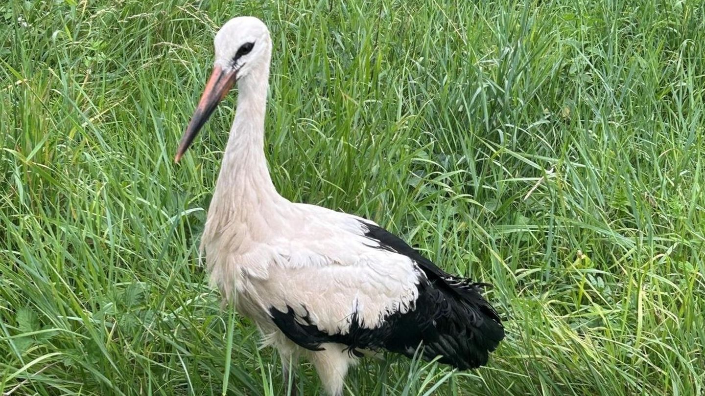 Tier auf Abwegen: Storch von Gleisen gerettet