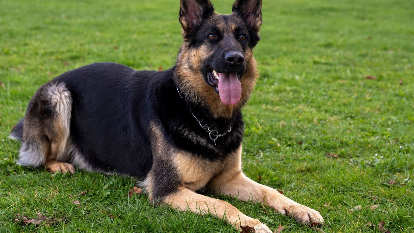 Notfälle: Schäferhund greift Passantin an – sie verliert Zahn