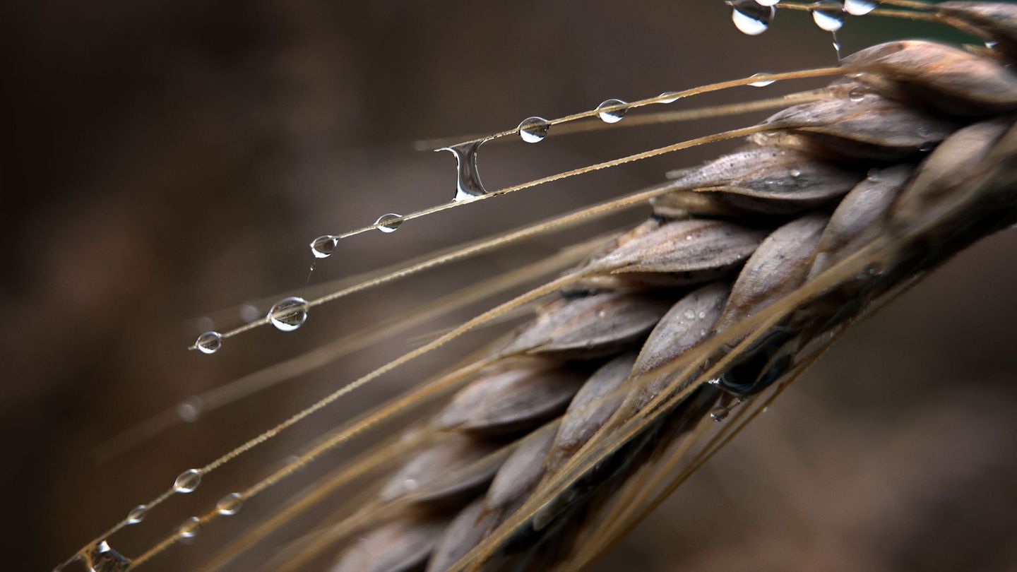 Landwirtschaft: Regen statt Ernte – was bedeutet das fürs Brotgetreide?