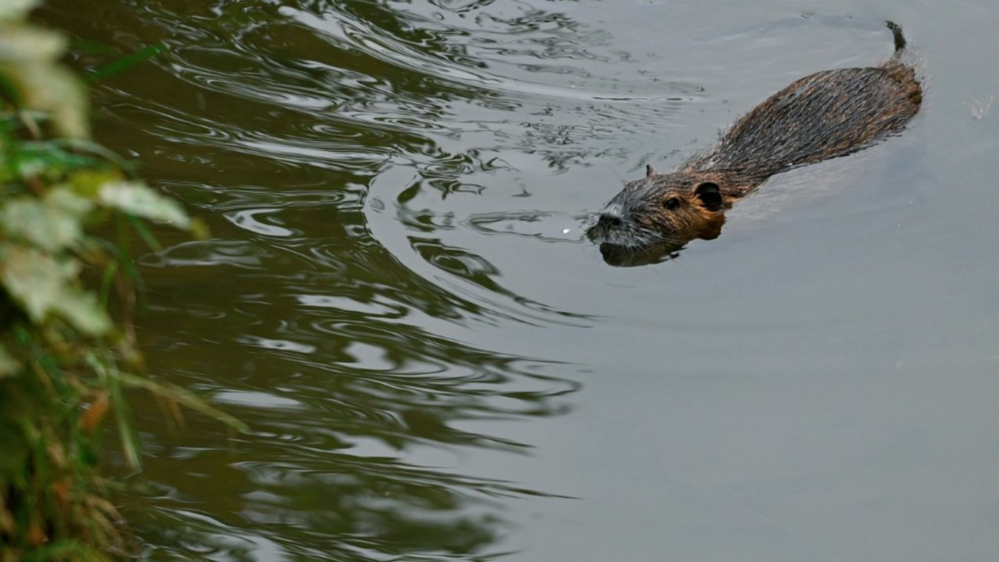 Invasive Nutrias breiten sich weiter aus – Verdopplung im Vergleich zu 2015