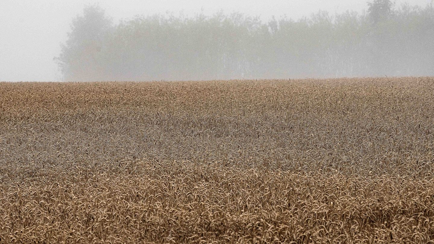 Sorgen der Landwirte: Niederschläge bedrohen Getreideernte in Niedersachsen