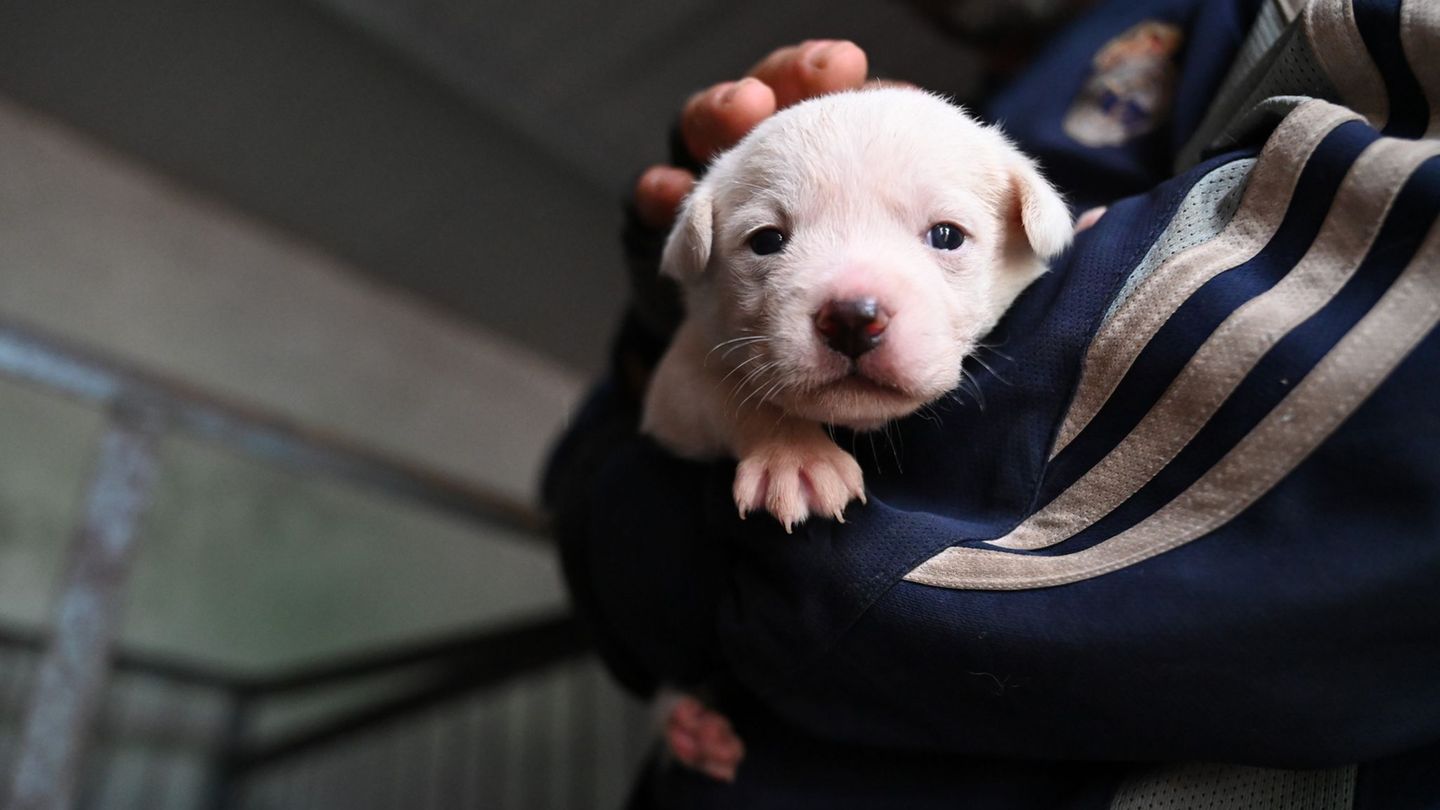 Tiere: Haustier-Boom in China: Wie Retter mit den Folgen kämpfen