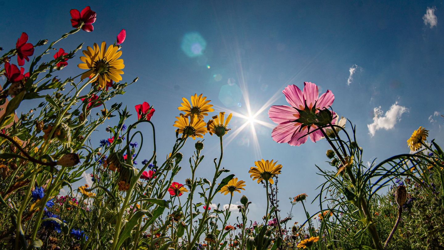 Deutscher Wetterdienst: „Endlich Sommer“: Warme Prognosen für Bayern