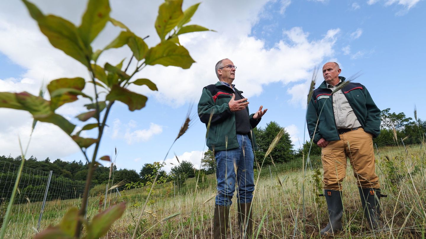 Umwelt- und Klimaschutz: Wie Wald bei der Rettung der Ostsee helfen soll