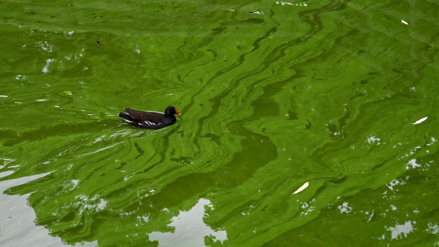 Schwimmen: Nur sehr wenige Badegewässer von Blaualgen betroffen