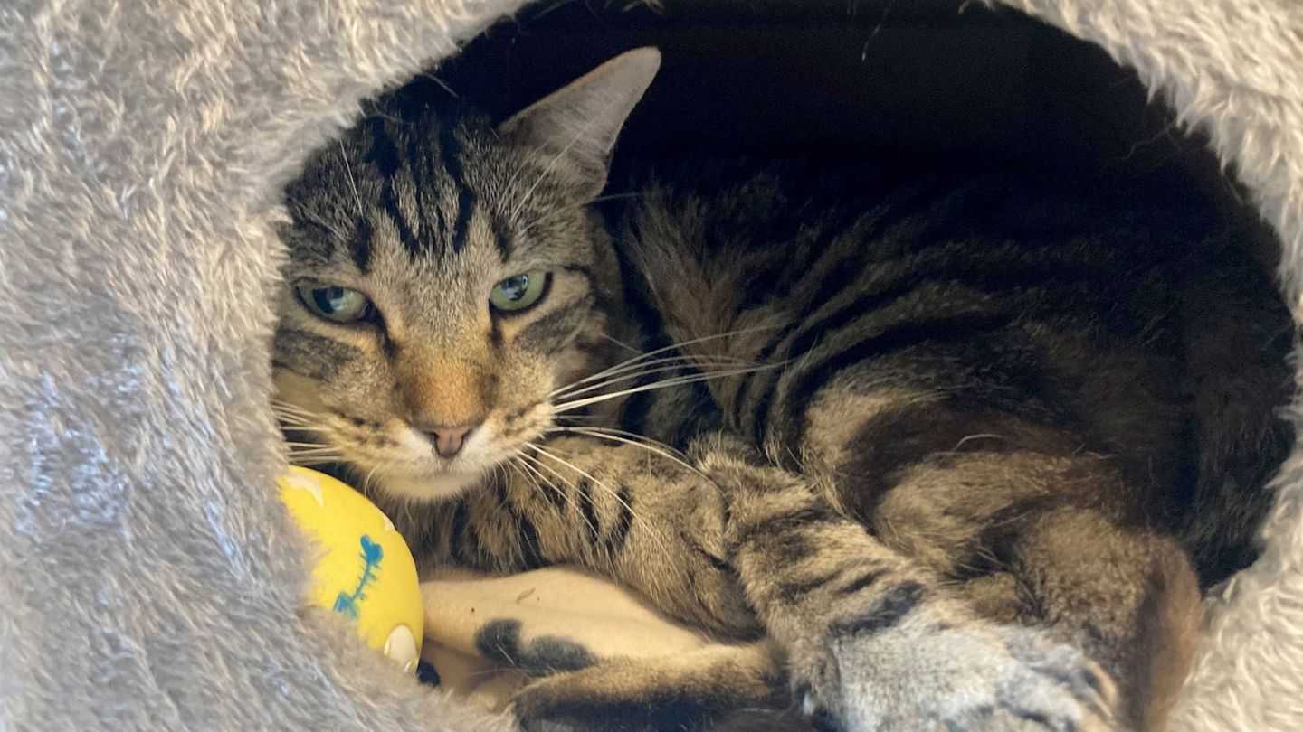Weltkatzentag: Kleine Notfelle – warum Straßenkatzen so leiden