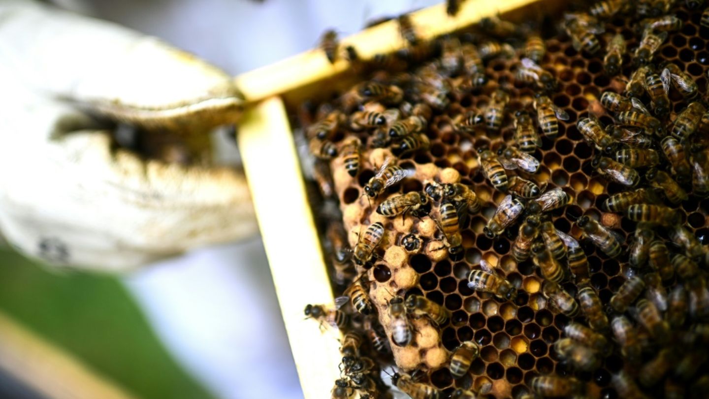Französischer Verfassungsrat kippt Wiedereinführung von Insektengift