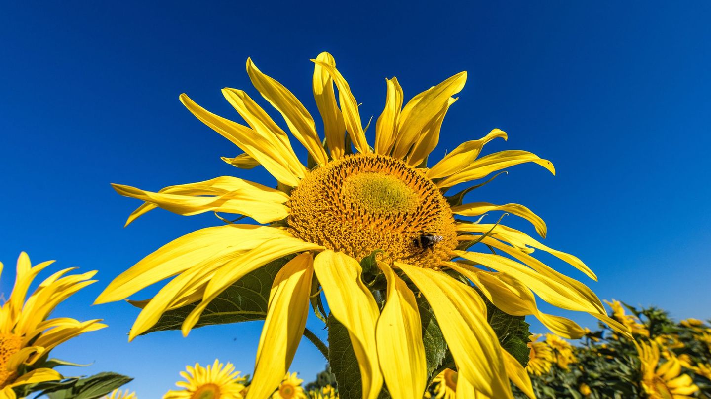 Wetteraussichten: Sommerwetter kehrt zurück – Sonne und rund 30 Grad