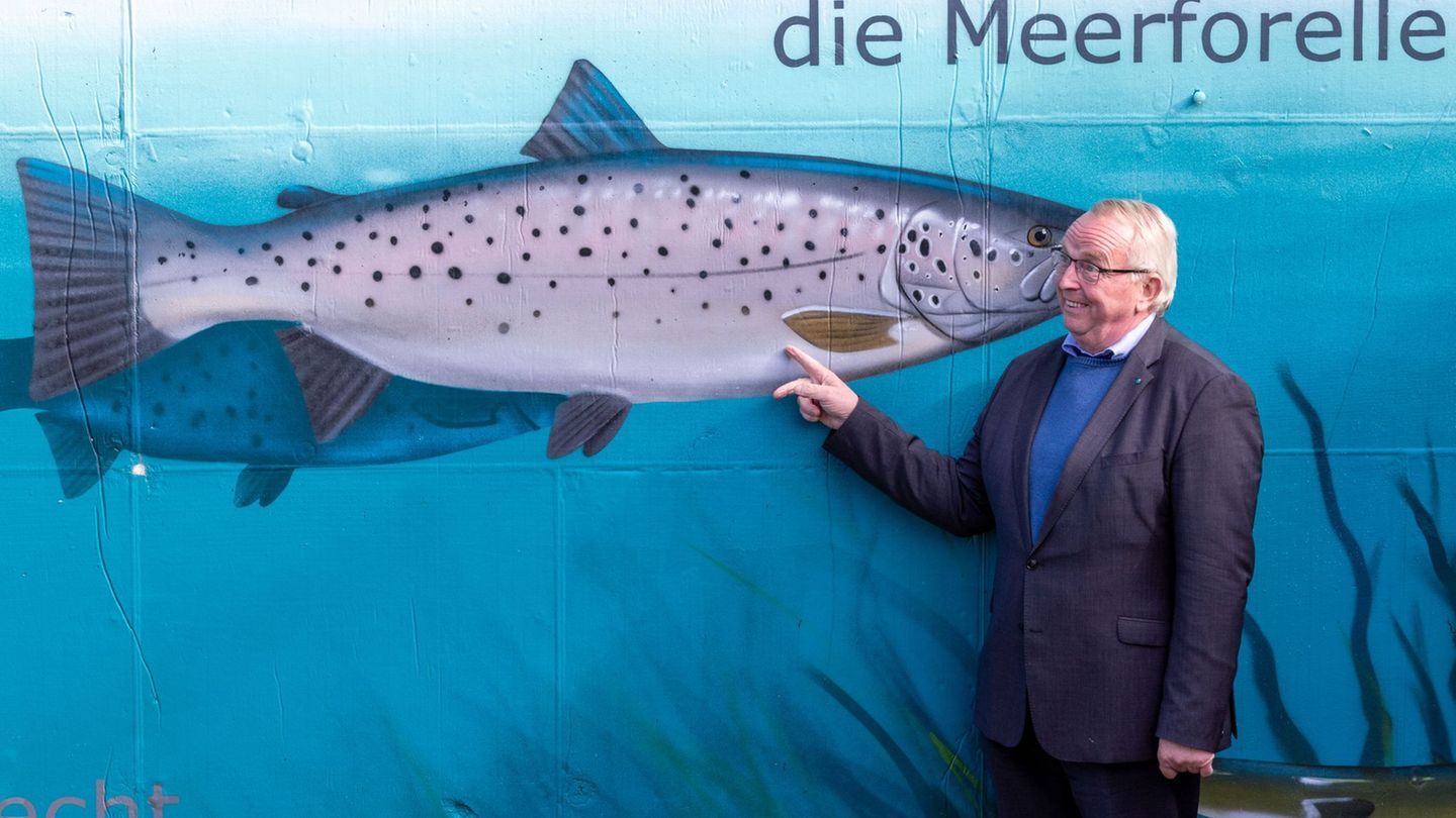 Meerforelle: Rückkehrhilfen für Meerforelle und Aal