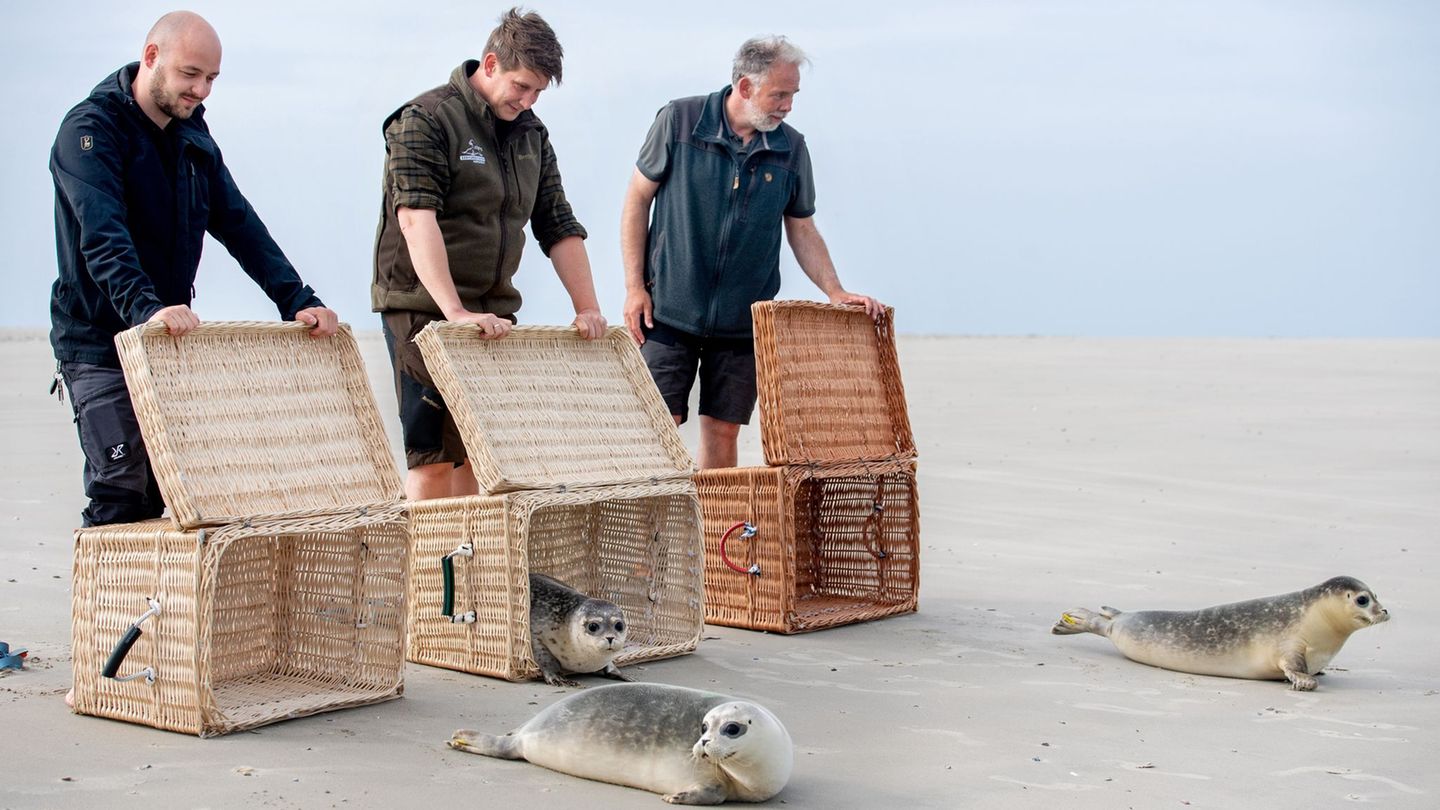 Seehundstationen: Zurück im Meer: Erste aufgepäppelte Seehunde ausgewildert