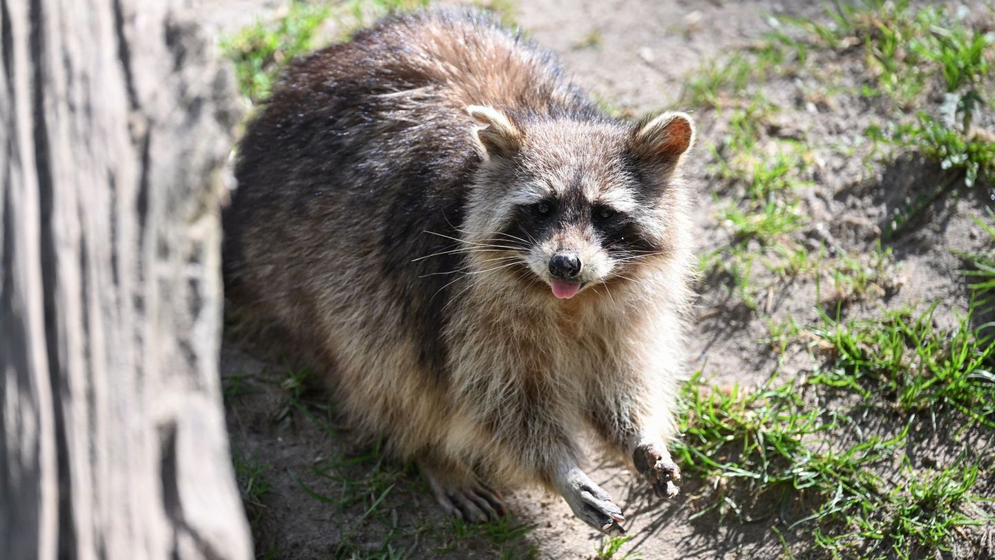 Kurioses: Diebe versuchen Waschbär zu klauen – und scheitern