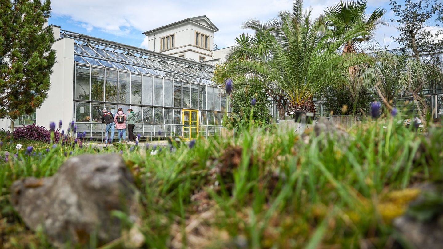 Chemnitz und Dresden: Botanische Gärten kämpfen mit Diebstählen