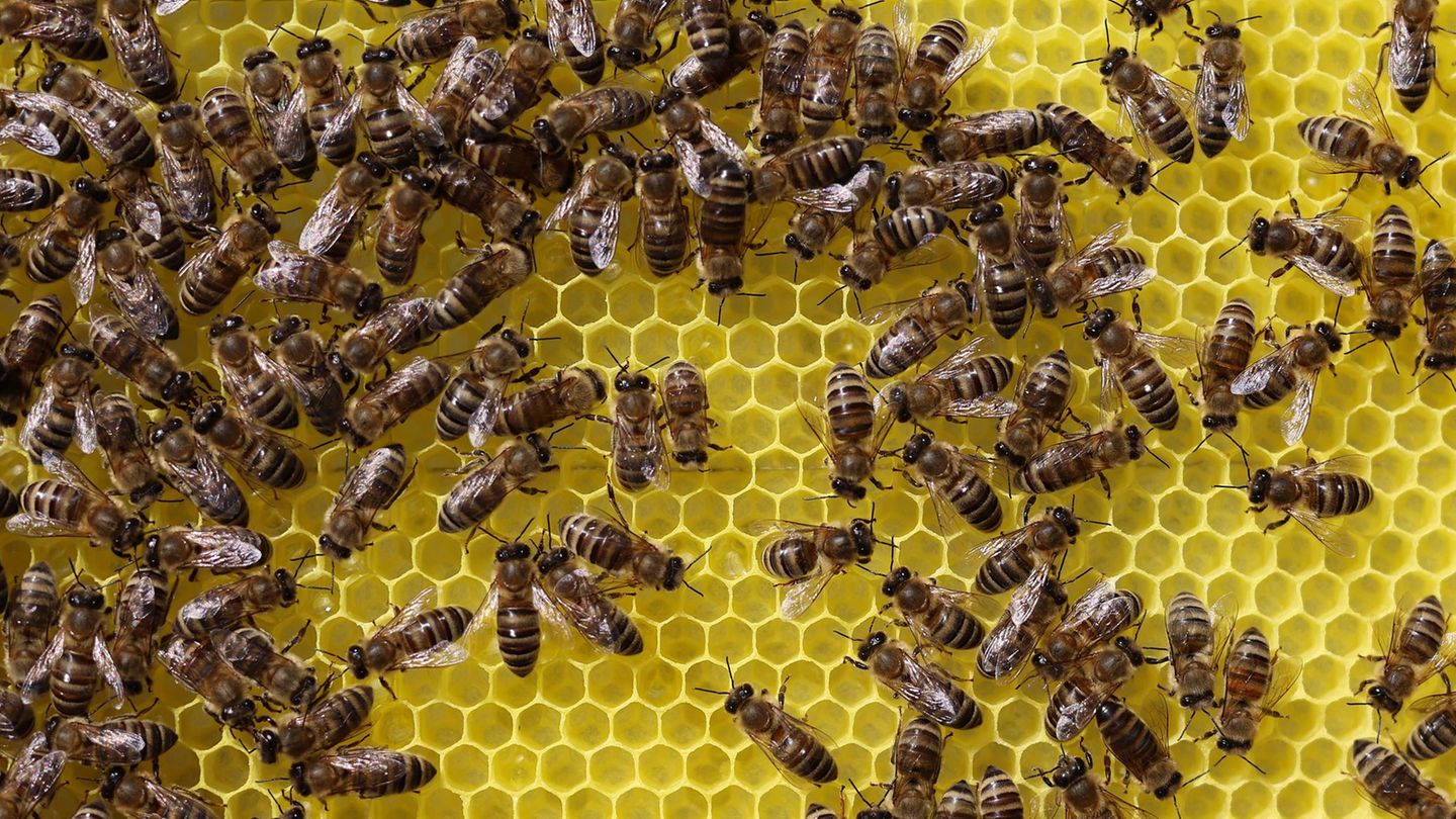 Tiere und Hobby: Imker ernten wegen trockenen Wetters weniger Honig