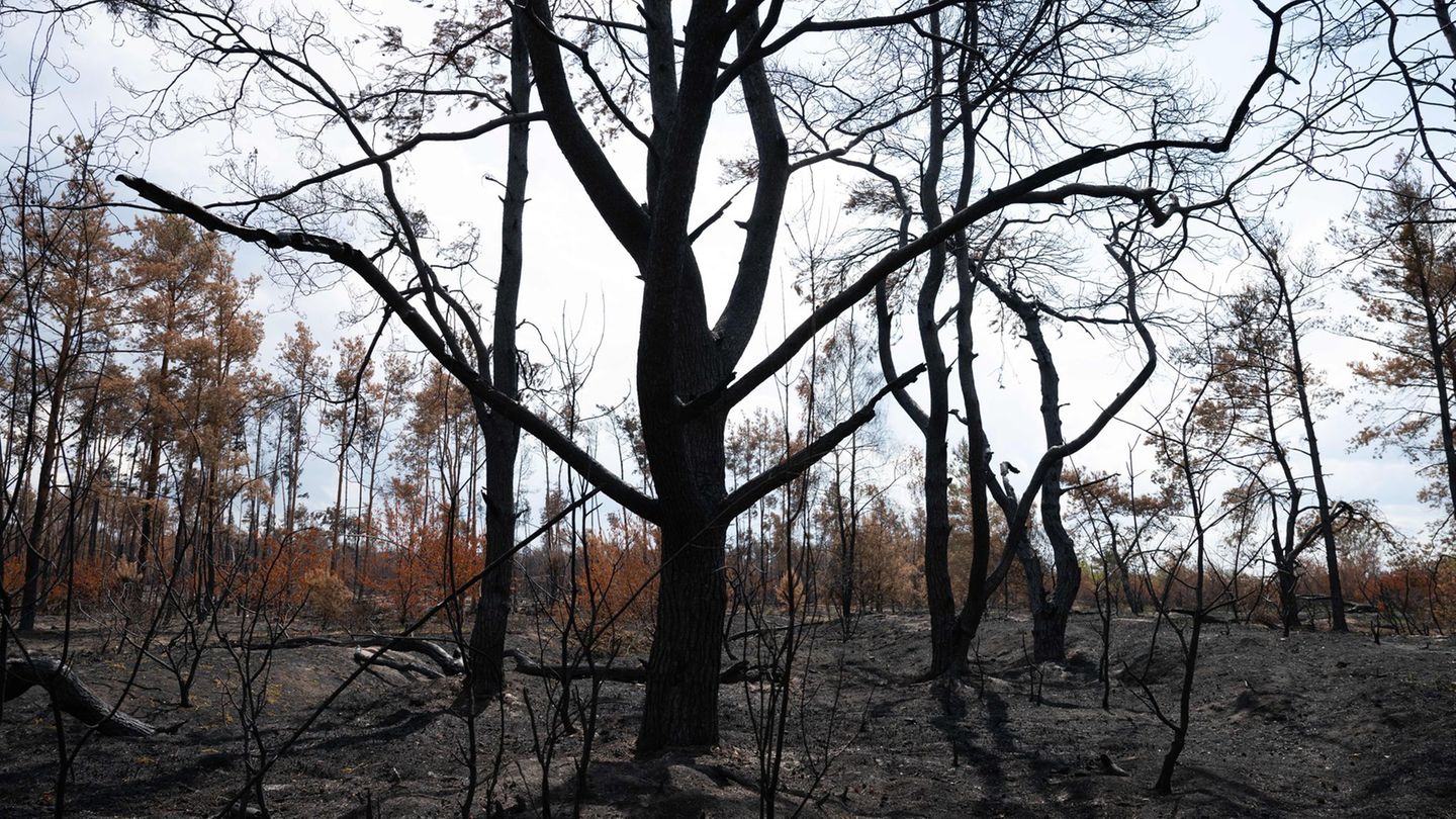 Waldbrandgebiet: Sachsenforst will Gohrischheide weiter gesperrt lassen