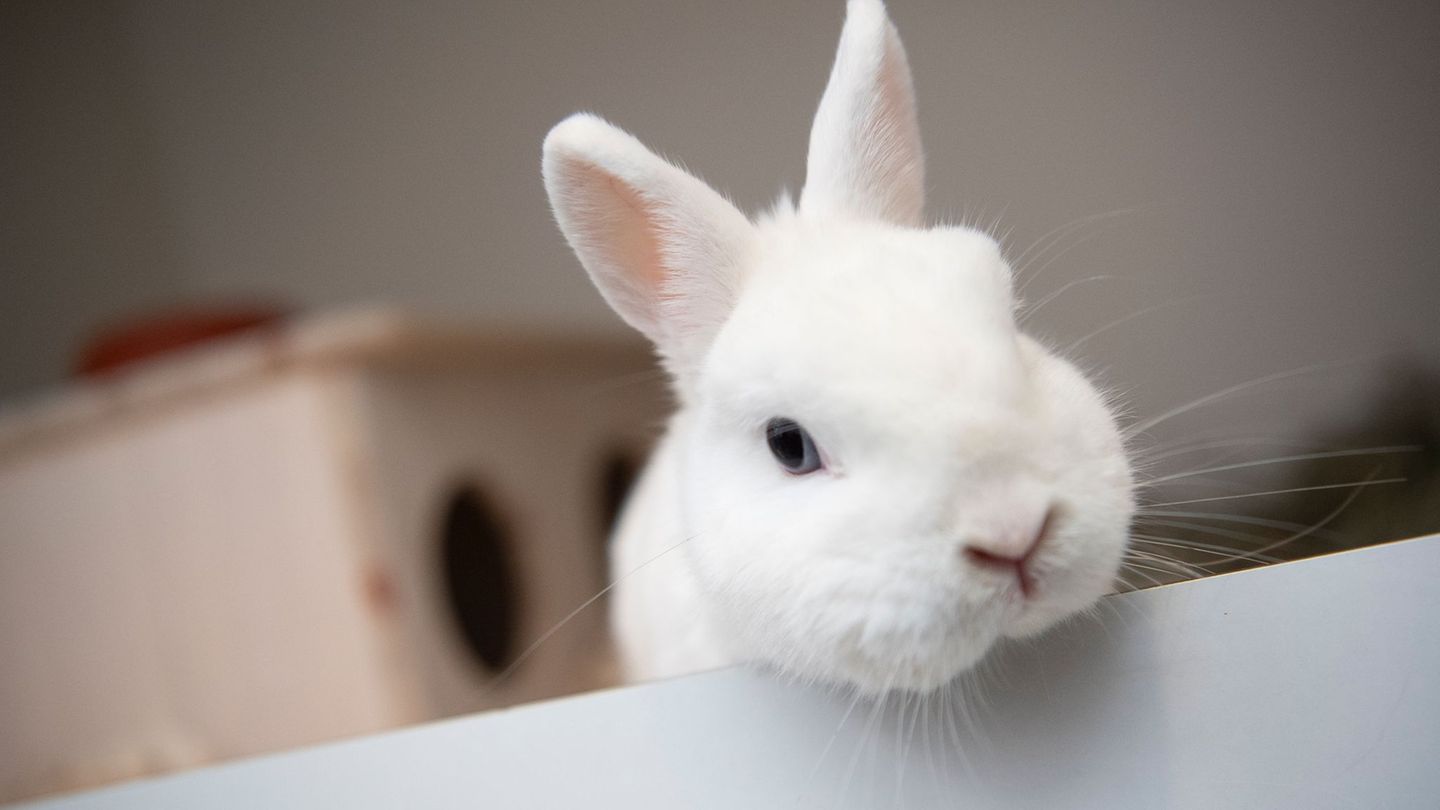 Tiere: Tierheim hat in den Sommerferien schon 147 Tiere aufgenommen