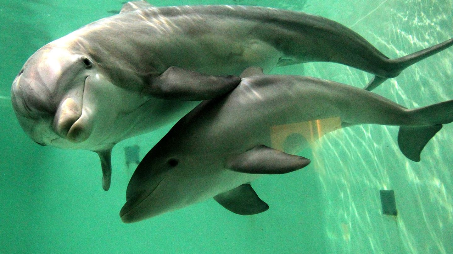 Tierschutz in Australien: Delfine gestört: Jetski-Fahrern droht hohe Geldbuße
