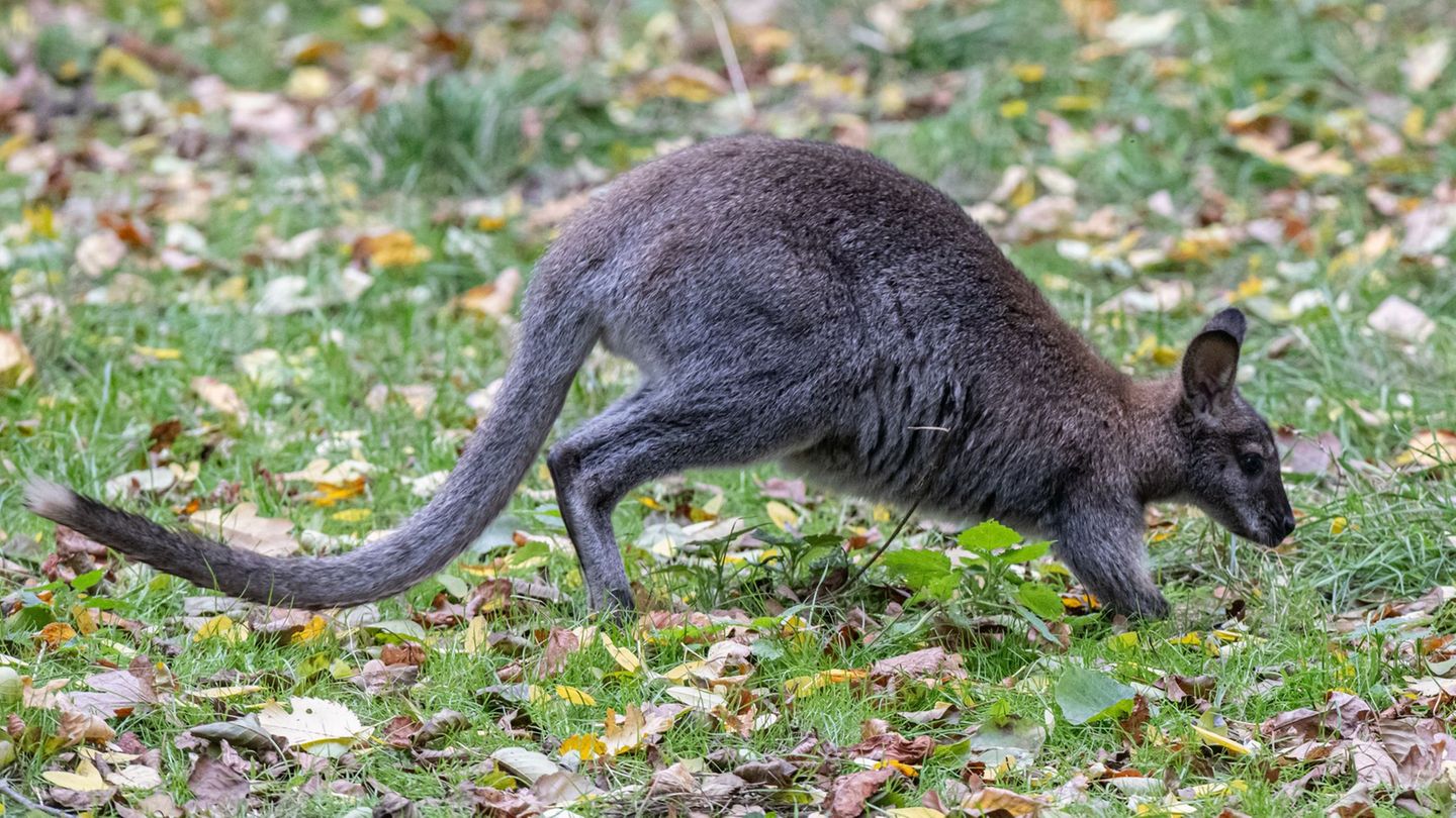 Anwohner rufen Polizei: Känguru in Malente gesichtet – Herkunft unklar