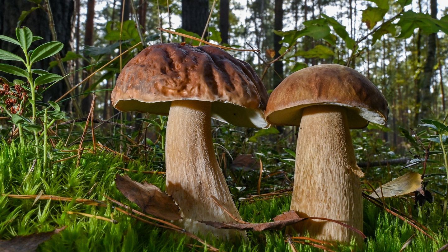 Pilze im Nationalpark: Für das Pilzesammeln im Nationalpark gelten Regeln