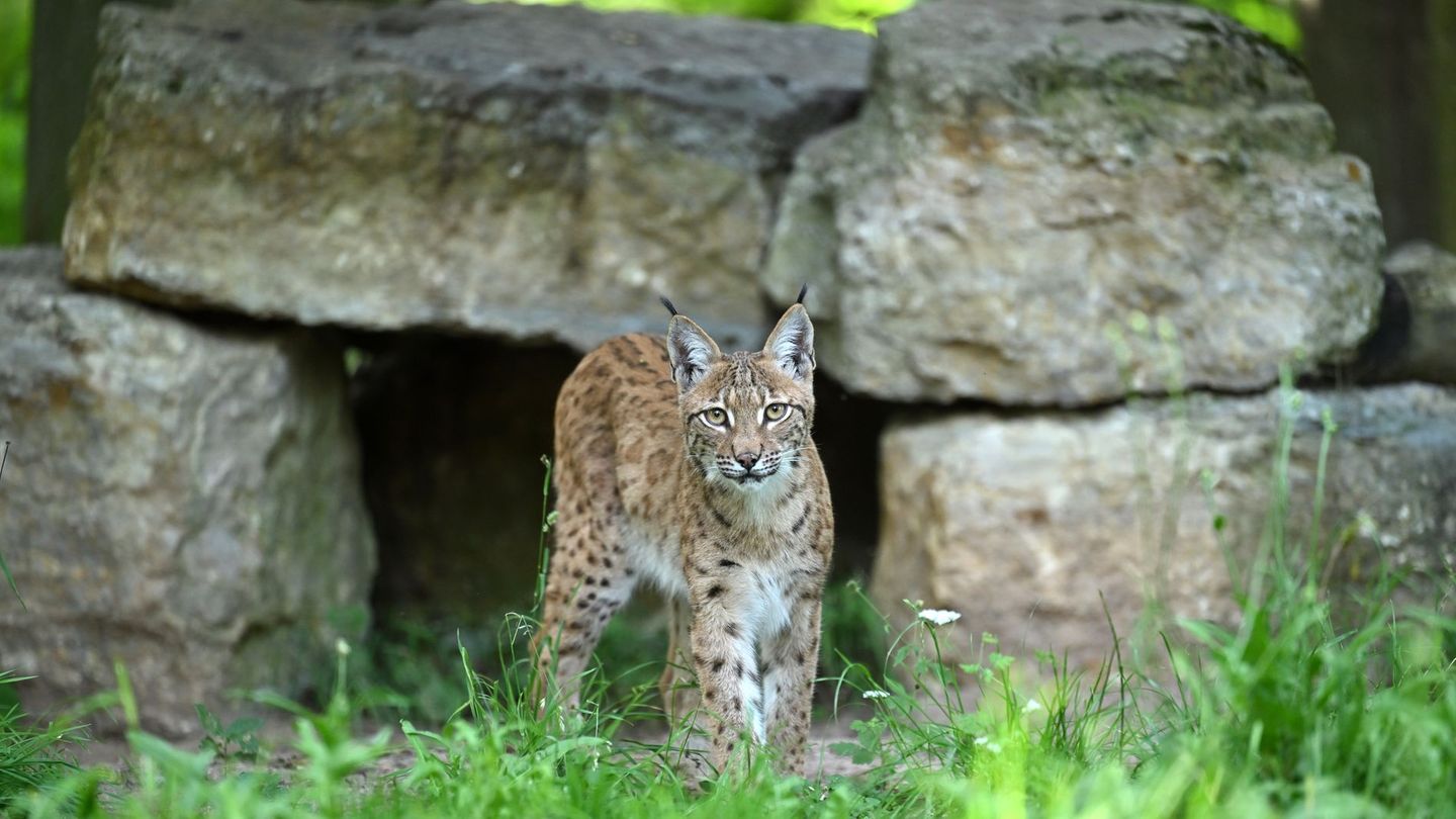 Pinselohr bald in Freiheit: Luchs Carlo in den Startlöchern für Auswilderung