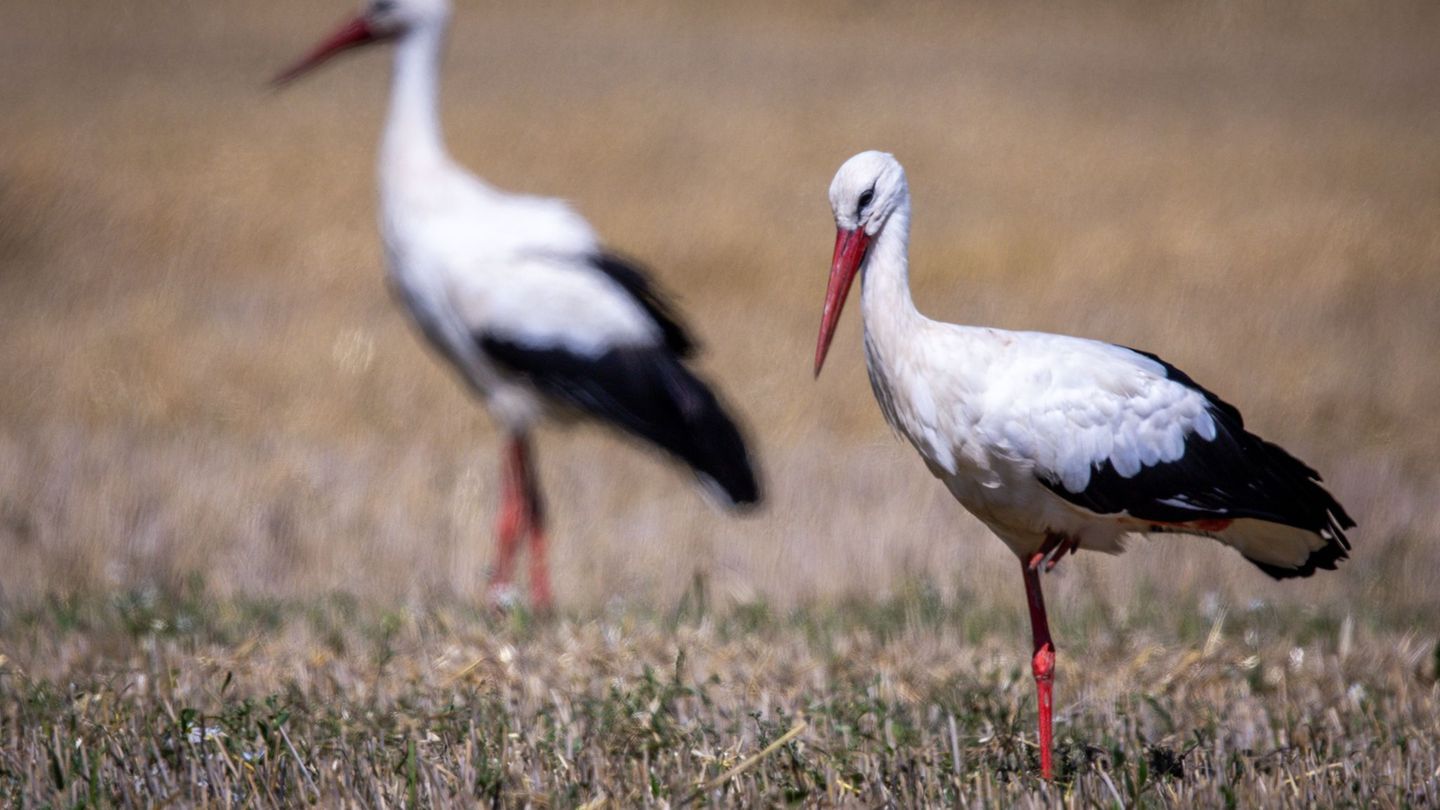 Tierisches: Hamburgs Jungstörche sind schon auf dem Weg in den Süden