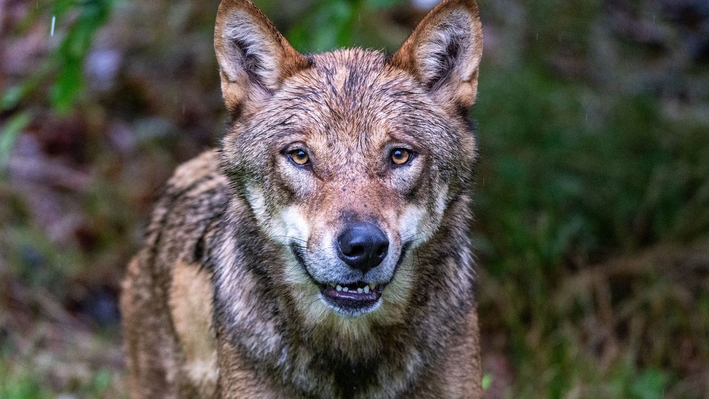 Artenschutz: Tirol will noch stärkere Jagd auf den Wolf