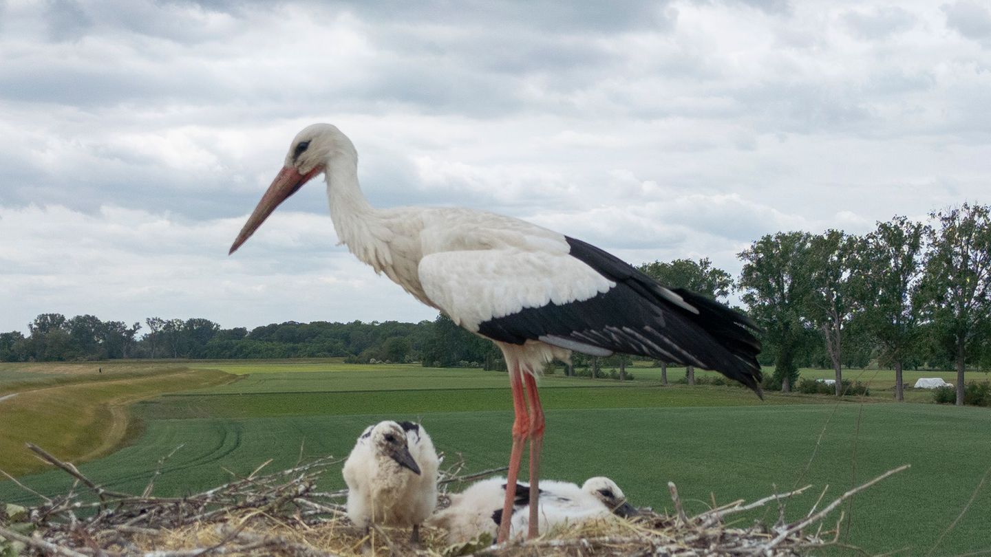 Tatort Vögelsen: Störche mit Drohne aus Nest vertrieben? – Polizei ermittelt