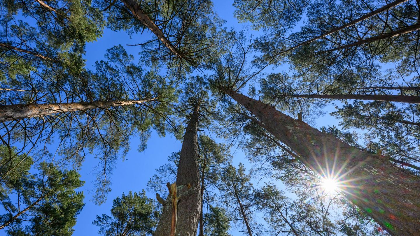 Trockenheit: Hohe Waldbrandgefahr fast überall in Brandenburg