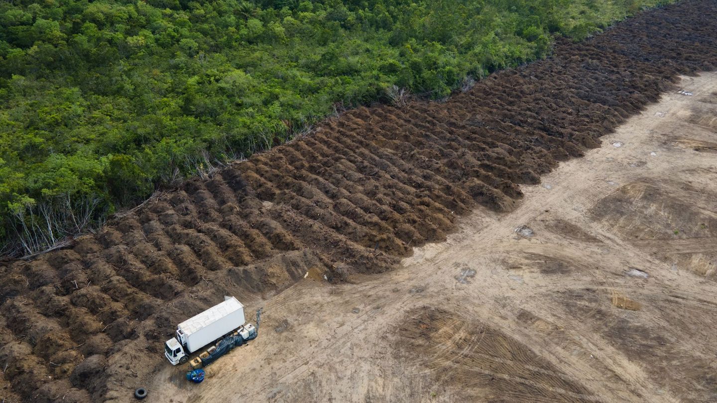 Abholzung: Amazonas verliert in 40 Jahren Fläche größer als Spanien