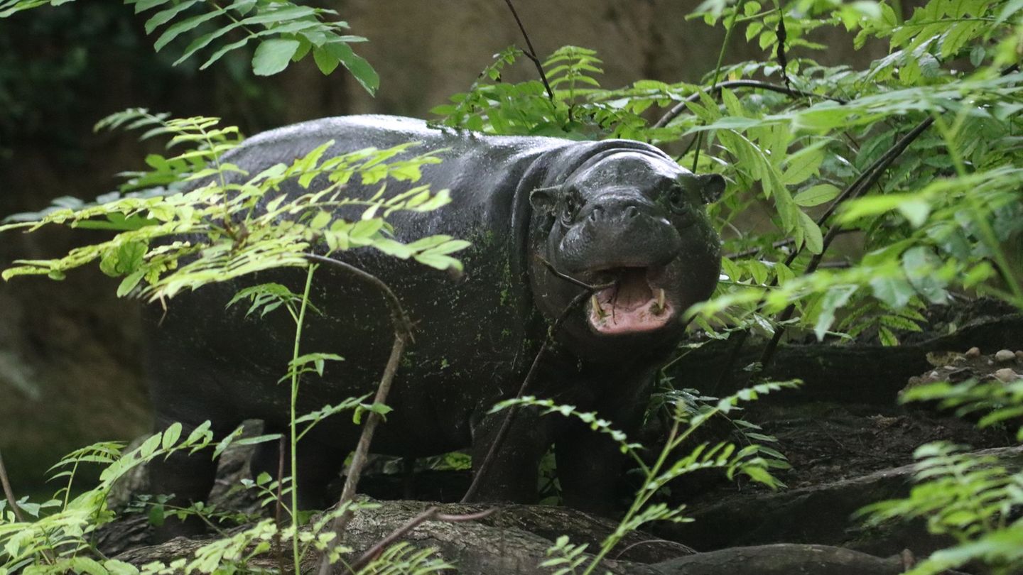 Tiere: Berliner Mini-Hippo Toni zieht nach Mulhouse