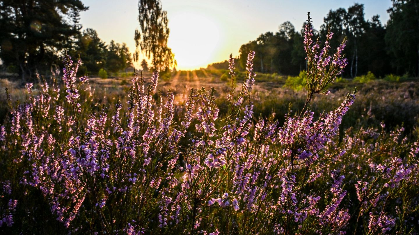 Heide-Safari: Führung im Blütenmeer in der Kyritz-Ruppiner Heide