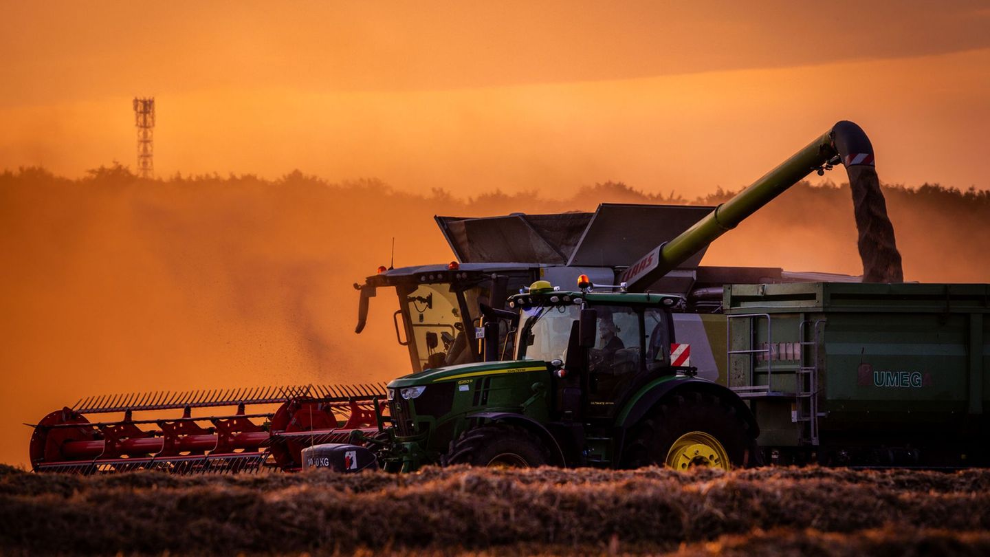 Landwirtschaft: Deutlicher Zuwachs bei Getreideernte erwartet
