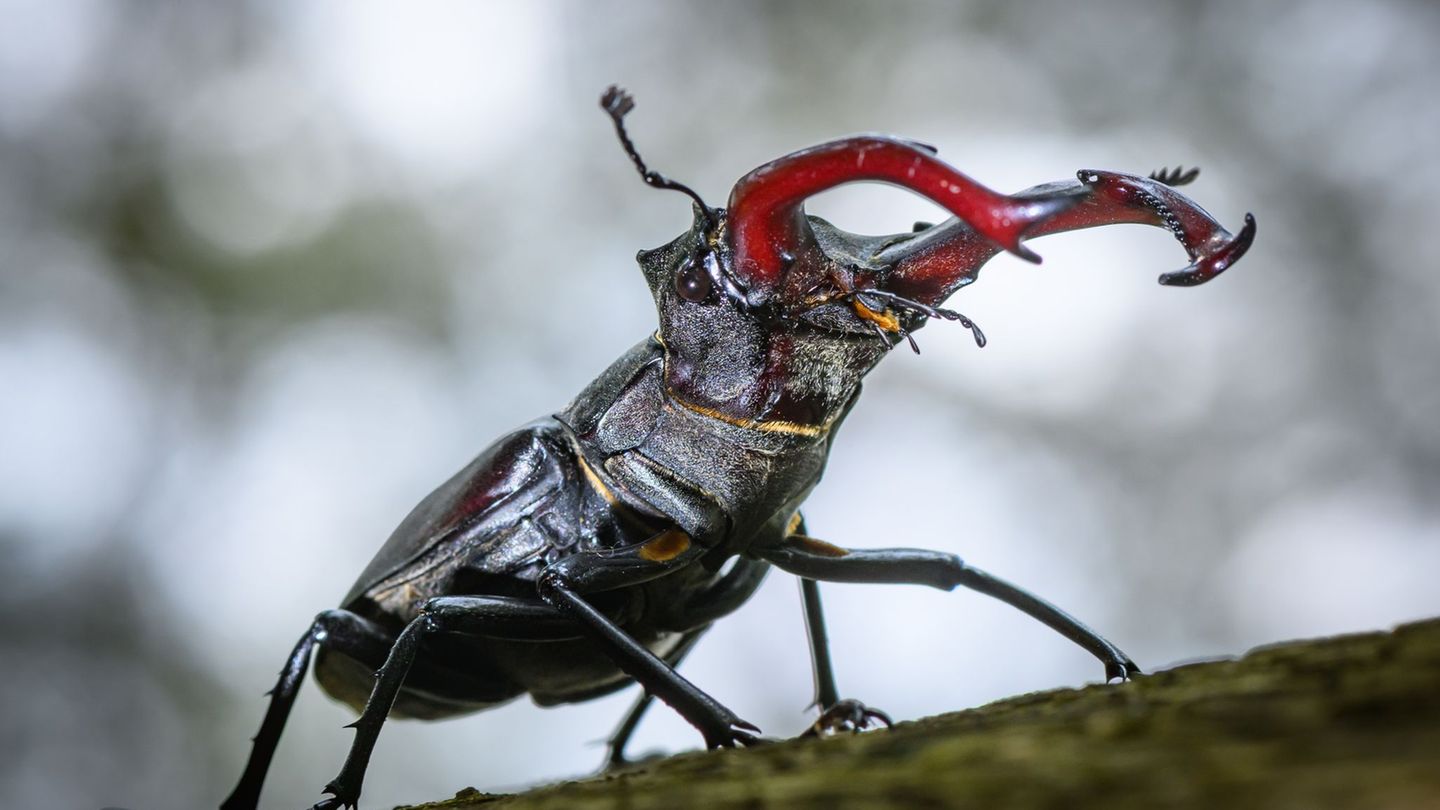 Tiere: Insektenschwund in Hessen hält an