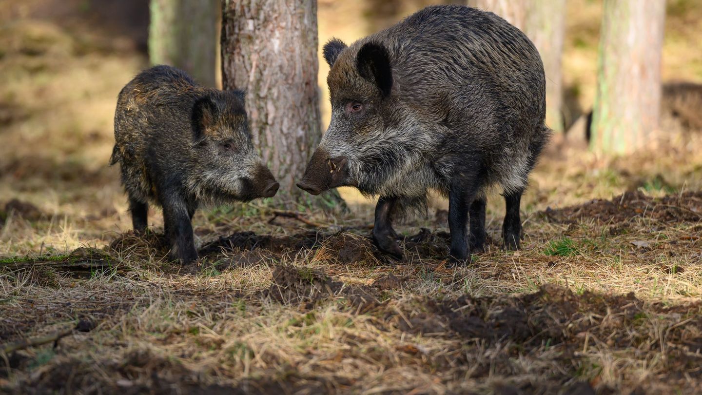 Schutzmaßnahmen: Schweinepest in NRW: Knapp 80 Fälle und nur im Sperrgebiet