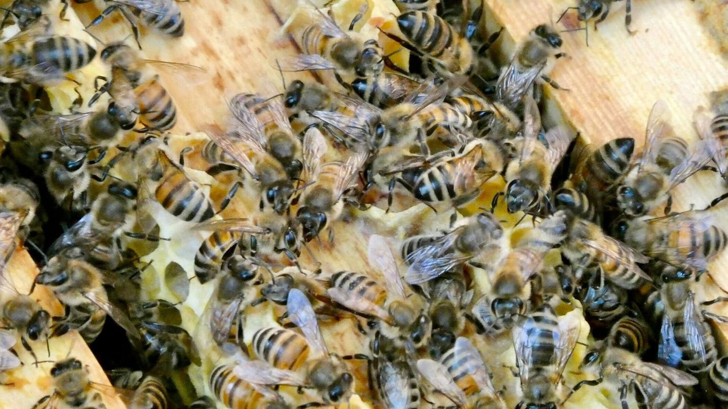 Honig aus dem Garten: Nicht nur an Honig denken: Kritik am privaten Bienen-Boom