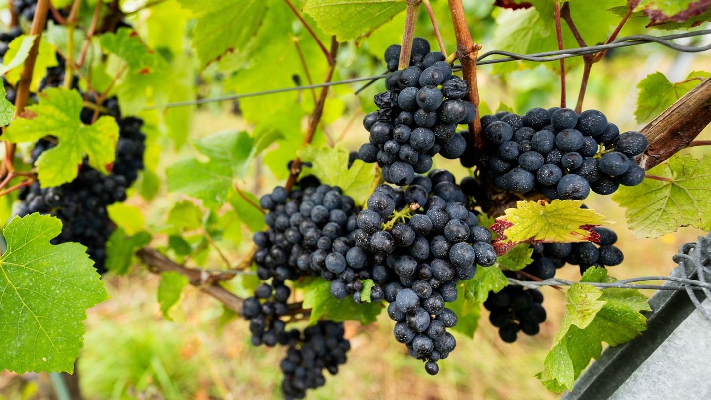 Weinbau: Normales Weinjahr in Thüringen erwartet