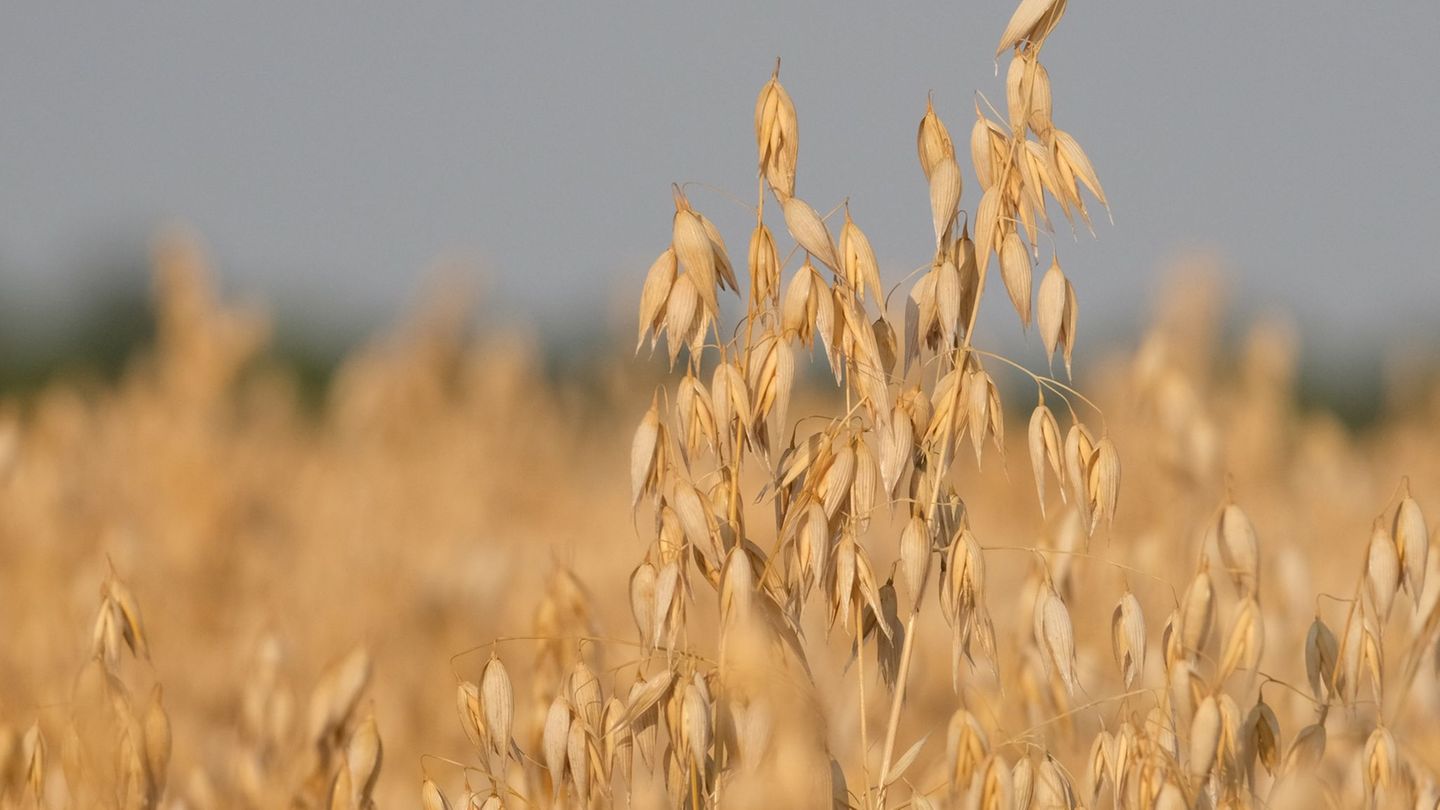 Hafer als Lifestyleprodukt: Trendprodukt Hafer: Anbau in Sachsen mehr als verdoppelt